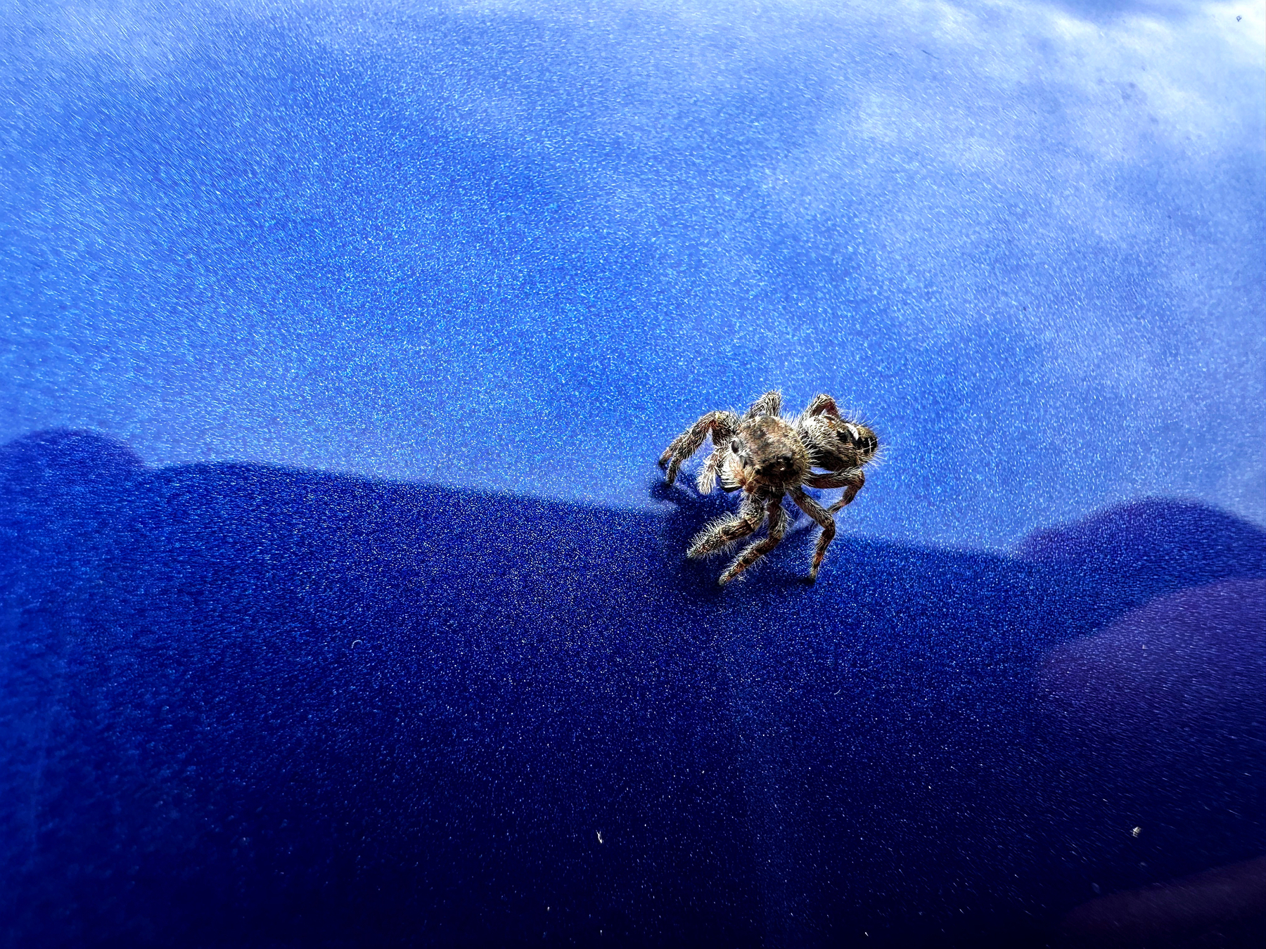 A closeup picture of a jumping spider sitting on a blue car. 