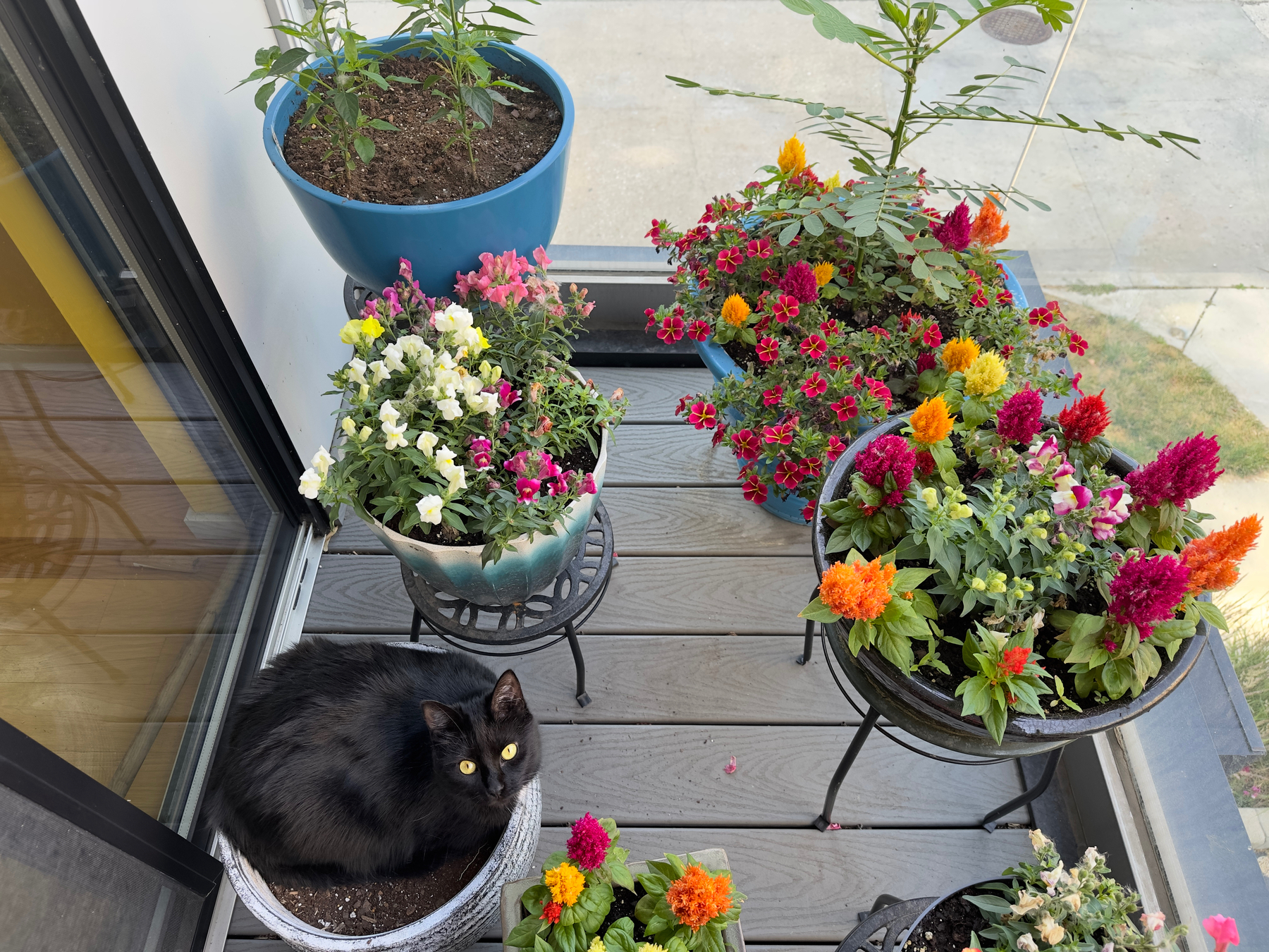 7 flower pots on a small balcony. 6 of the pots are filled with flowers and plants. The 7th pot has a cat curled up in it looking at the camera.