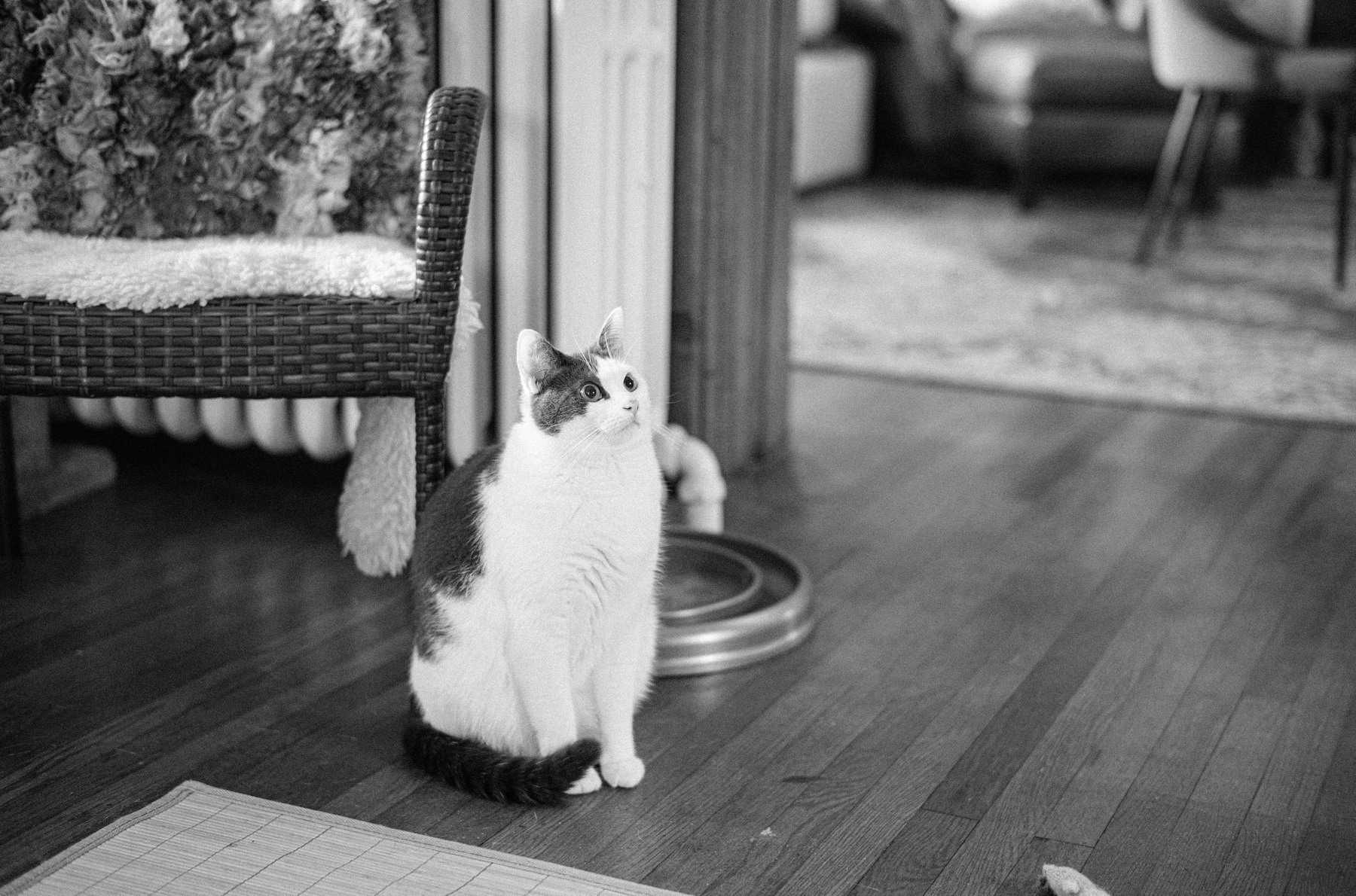 Black and white cat sitting upright, looking upwards.  Her neck is squished into her body and hard to see.